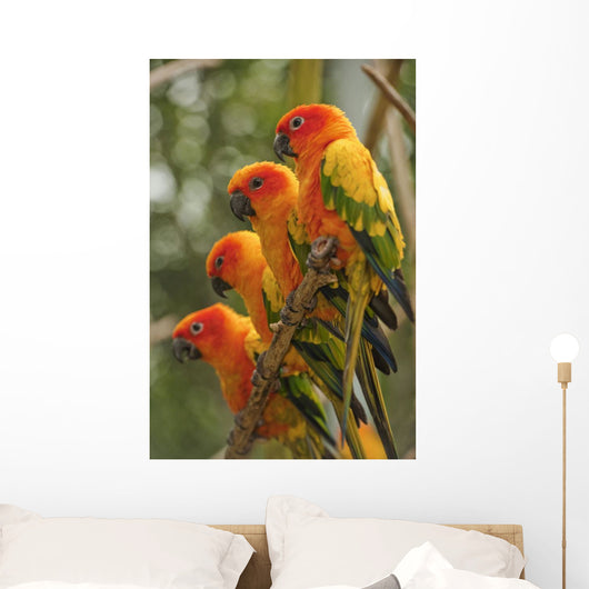 Orange Parakeets Wall Mural