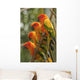 Orange Parakeets Wall Mural