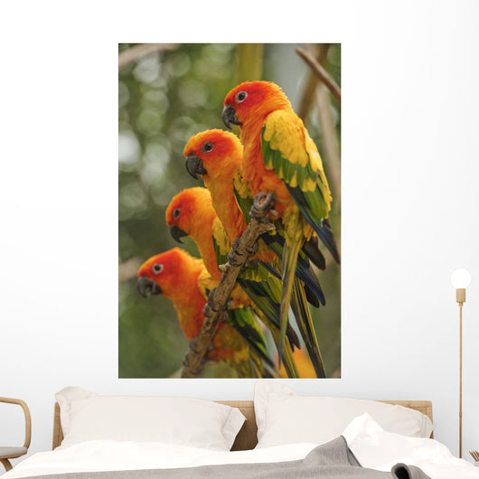Orange Parakeets Wall Mural