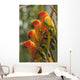 Orange Parakeets Wall Mural