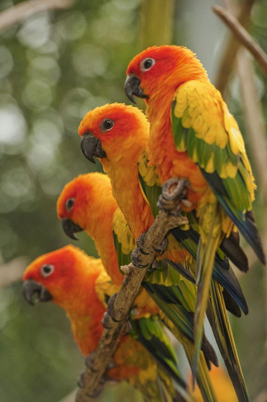 Orange Parakeets Wall Mural