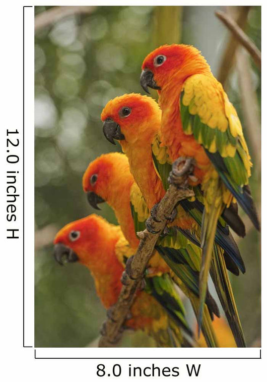 Orange Parakeets Wall Mural