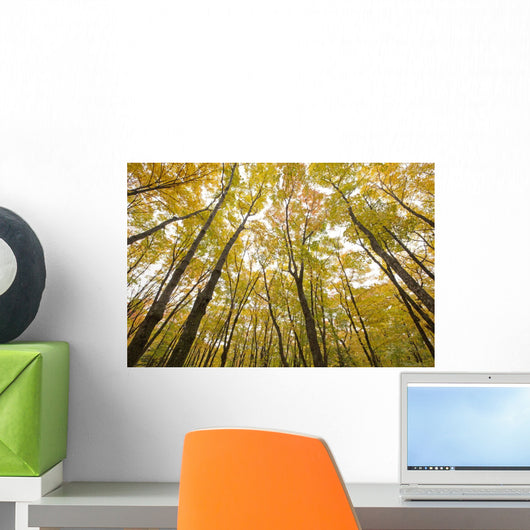 Fall Foliage On The Trees Wall Mural