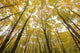 Fall Foliage On The Trees Wall Mural