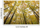 Fall Foliage On The Trees Wall Mural