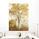 Birch Trees In Autumn Wall Mural