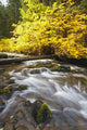 Autumn Colours Along Santiam River In Willamette National Forest Wall Mural
