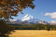Mount Hood And Autumn Colours In Hood River Valley Wall Mural