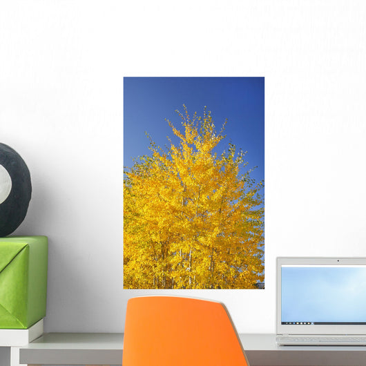 Tree With Golden Foliage In Autumn Wall Mural