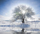 frozen winter trees Wall Mural