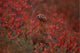 Tk16015D, Willow Ptarmigan On The Tundra, Camouflage Wall Mural