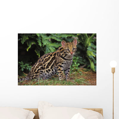 32603d Ocelot Southwestern Usa Wall Mural shown on a wall
