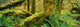 Hoh Temperate Rain Forest, Olympic Np, Wa Wall Mural