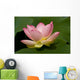 Lotus Flower