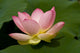 Lotus Flower
