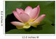 Lotus Flower