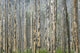 Trees In Banff, Alberta Wall Mural