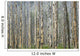 Trees In Banff, Alberta Wall Mural