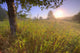 Sunrise On A Dew Covered Grassy Hill, North Of Edmonton, Alberta Wall Mural