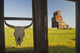 Cow Skull Hanging From An Old Window Frame Wall Mural