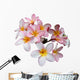Frangipani Plumeria Flower Wall Decal