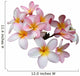 Frangipani Plumeria Flower Wall Decal