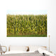 Corn Wall Mural