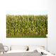 Corn Wall Mural