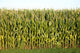 Corn Wall Mural