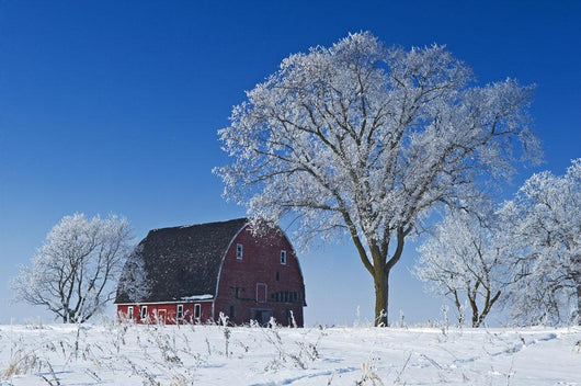 Old Red Barn In Winter, Near Oakbank, Manitoba Wall Mural