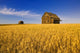 Saskatchewan Wall Mural