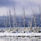 Fresh Snowfall And Bare Trees On The Vermillion Lakes Wall Mural