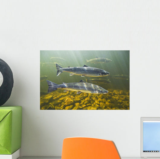 Atlantic Salmon Adults Migrate Upstream Wall Mural