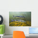 Atlantic Salmon Adults Migrate Upstream Wall Mural