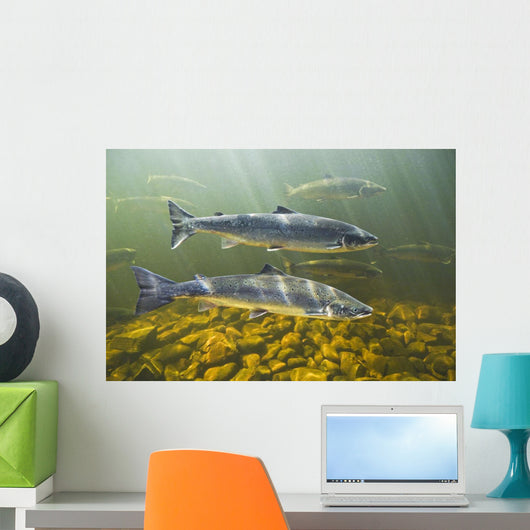 Atlantic Salmon Adults Migrate Upstream Wall Mural