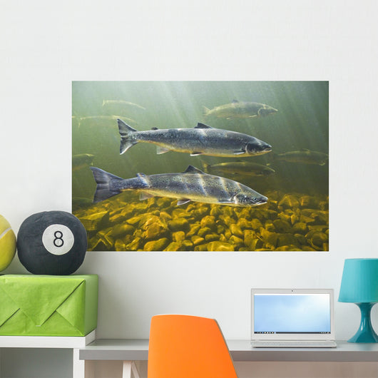 Atlantic Salmon Adults Migrate Upstream Wall Mural