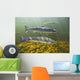 Atlantic Salmon Adults Migrate Upstream Wall Mural