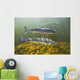 Atlantic Salmon Adults Migrate Upstream Wall Mural