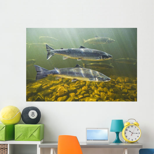 Atlantic Salmon Adults Migrate Upstream Wall Mural