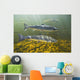 Atlantic Salmon Adults Migrate Upstream Wall Mural