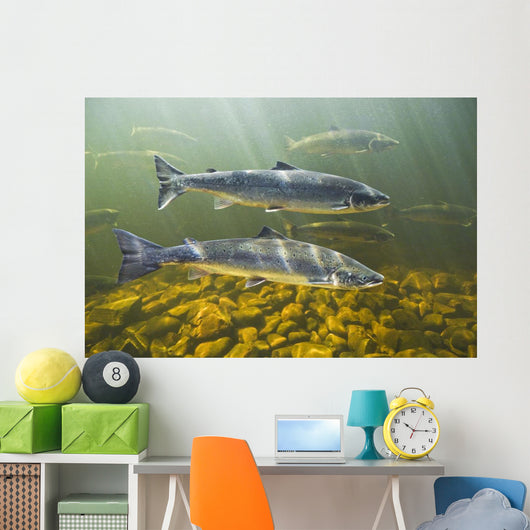 Atlantic Salmon Adults Migrate Upstream Wall Mural