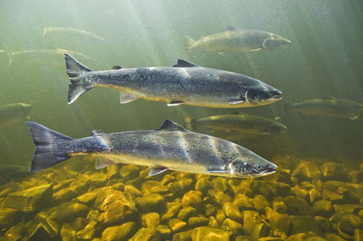 Atlantic Salmon Adults Migrate Upstream Wall Mural