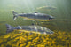 Atlantic Salmon Adults Migrate Upstream Wall Mural