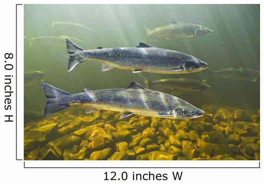 Atlantic Salmon Adults Migrate Upstream Wall Mural