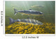 Atlantic Salmon Adults Migrate Upstream Wall Mural
