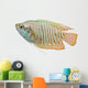 Dwarf Gourami fish Wall Decal