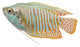 Dwarf Gourami fish Wall Decal