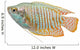 Dwarf Gourami fish Wall Decal