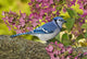 Blue Jay In Backyard Garden In Autumn, Nova Scotia Wall Mural