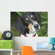 Hound Dog Wall Mural
